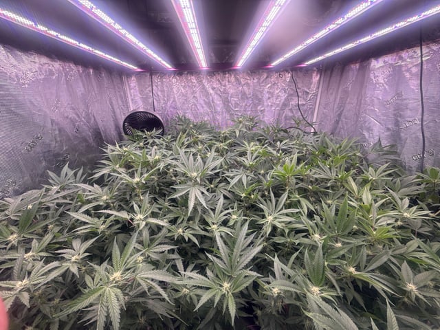 exotic genetix / beleaf cut white truffle  — flower, day 17