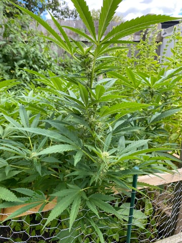 queen of soul X cap junky  — flower, day 148