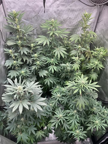 GrowRoom — flower, day 3