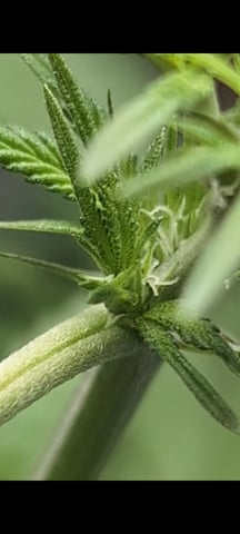 B E A utiful  — flower, day 63