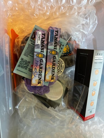 First magic mushroom grow — germination, day 1