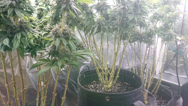 Closet grow  — flower, day 78