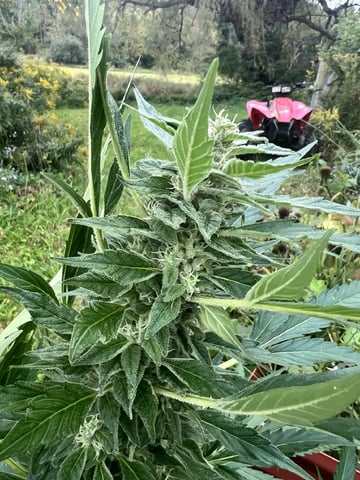Banjo (Adam’s Plant) — flower, day 82