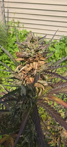 Watermelon Auto