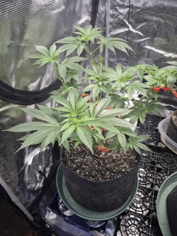 Grow 1 2026 Dream Widow — vegetative, day 73