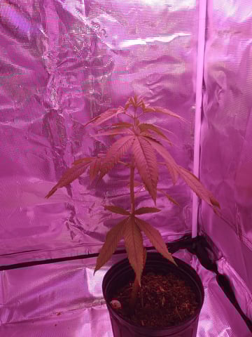 Orange pie — vegetative, day 5