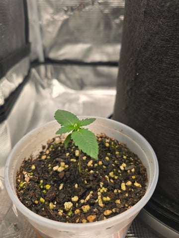 Northern lights #10 2nd plant (Selkies) — seedling_rooting, day 8