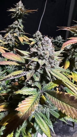 Clones GodFather OG Clones