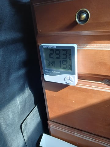 black gorilla feminized  — harvest, day 36