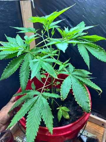 My Devine Conscious  — vegetative, day 80