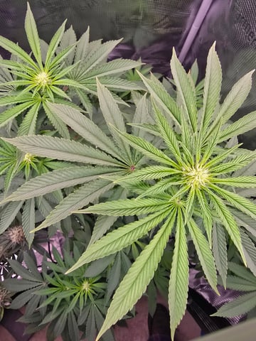 Northern lights #10 2nd plant (Selkies) — flower, day 55