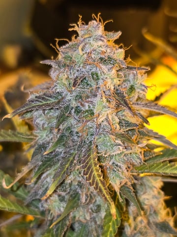 2nd Autoflower Indoor Grow — flower, day 92