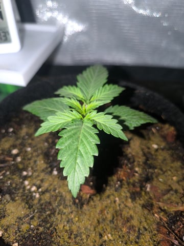 Mimosa Orange Punch Project — seedling_rooting, day 14