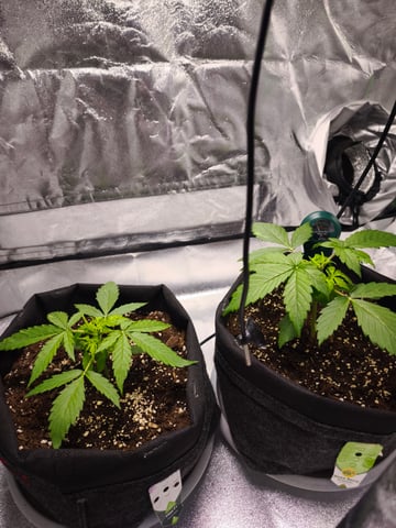 New grow — vegetative, day 18