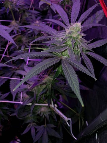 II — flower, day 84