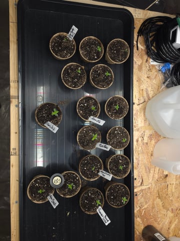 2nd Grow Sesh — grow_setup, day 2