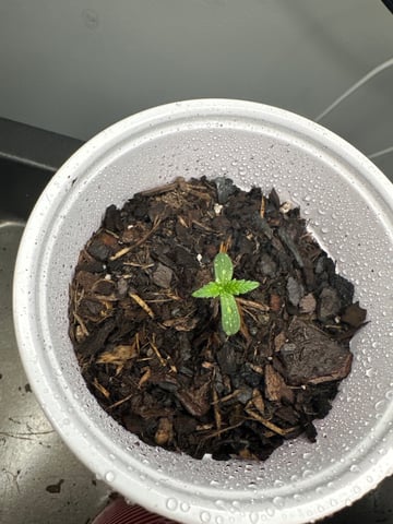 P And Z — seedling_rooting, day 6