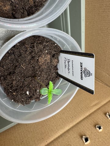 Pineapple Express F1 — seedling_rooting, day 2