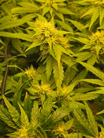 White rhino — flower, day 78