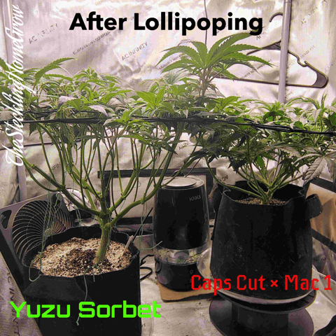 First run with Athena nutrients 3rd grow total — flower, day 49