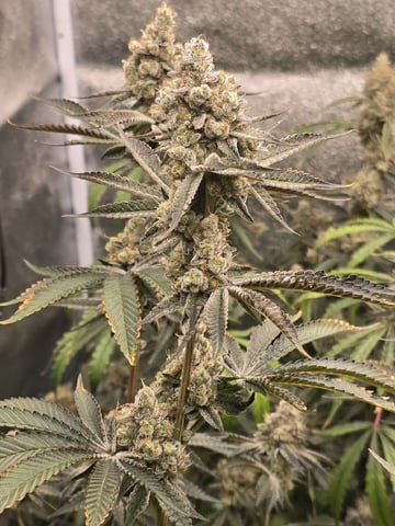 Hydroponic Photos — flower, day 75