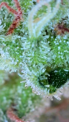 First ever grow — flower, day 85