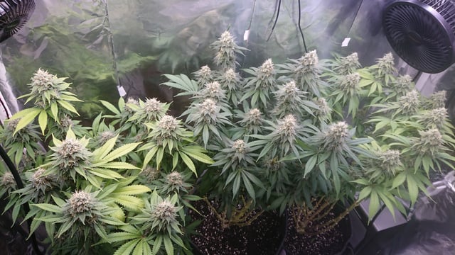 Closet grow  — flower, day 78