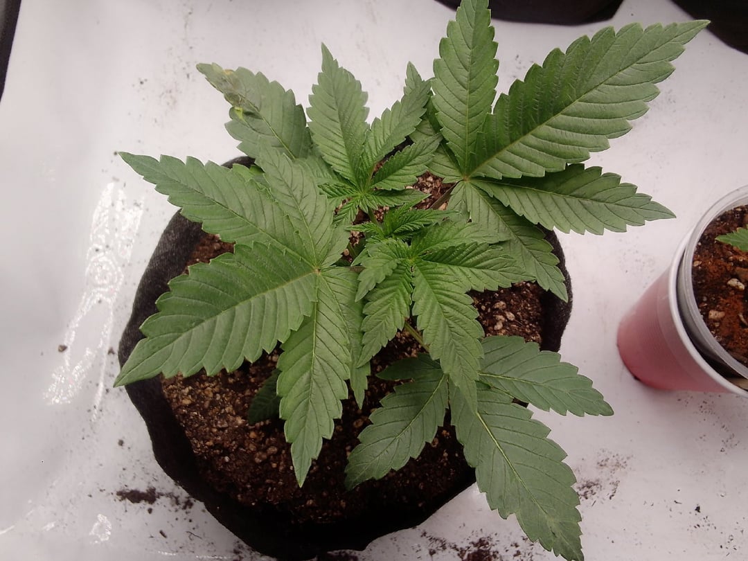 blue dream bag seed