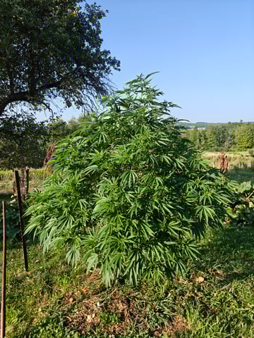 outdoors  unground 2025 — flower, day 1