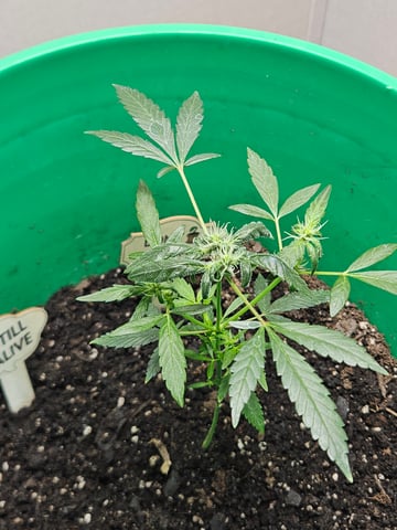 1st plant. Strain: Green Gelato AutoFlower — flower, day 61