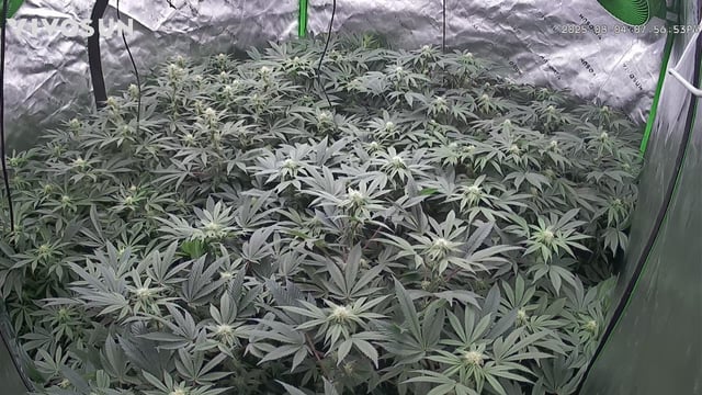 Mandarin Cookies V2 & Grape Diamonds