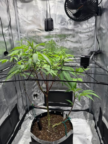  Apple fritter  Clones round two — vegetative, day 137