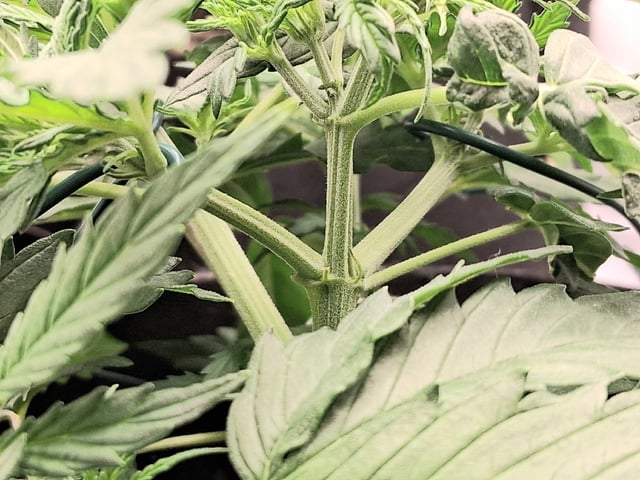 Seedman mix auto & seedman mix auto & GodFather OG — vegetative, day 39