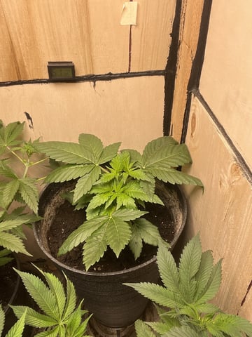 Cherry Pie  — vegetative, day 1