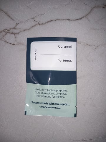 10x Critical Feminisiert from Ganjafarmerseeds  — none, day 101