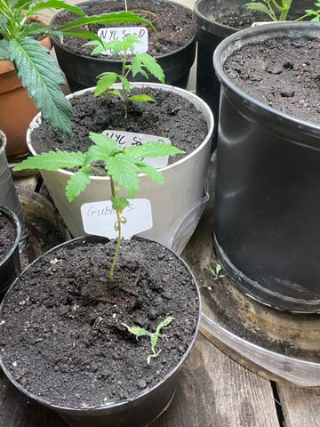 Gushers — vegetative, day 23