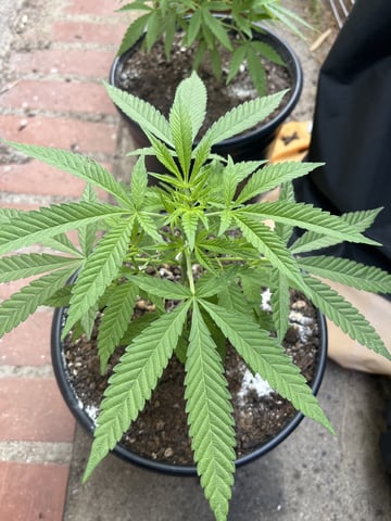 3masketeers — vegetative, day 26