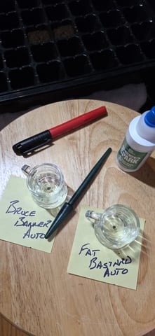 Fall '25 Indoor 2x4 — grow_setup, day 1