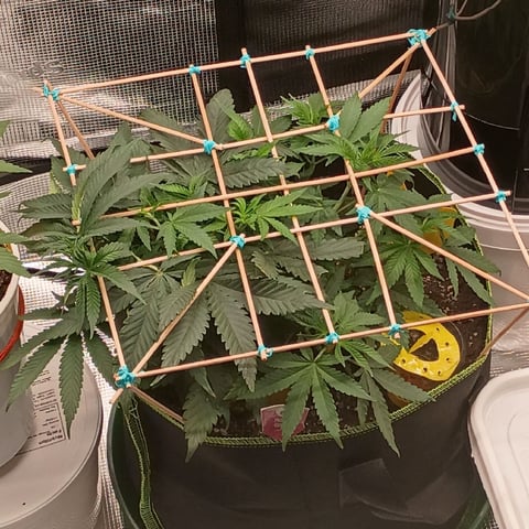 TentPlantLightFan — vegetative, day 44