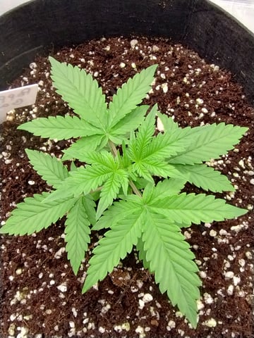 First grow — vegetative, day 23