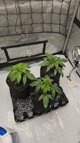 ethos genetics  — vegetative, day 20