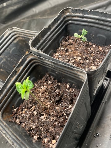 Blueberry — germination, day 13