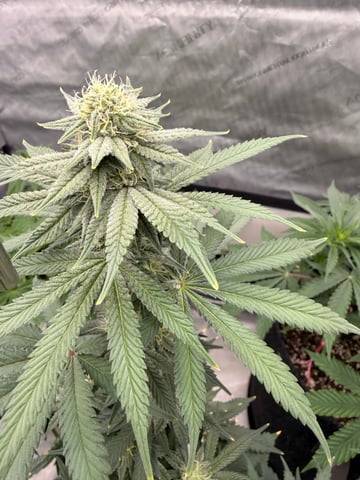 BloodMoon Gelato — flower, day 84