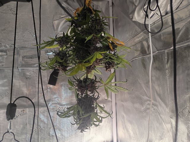 FastBuds-Auto Mix Pack-Quad Mystery — flower, day 57