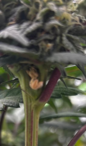 Pink Passion Fruit — flower, day 86