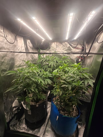 MAIN ROOM — vegetative, day 11