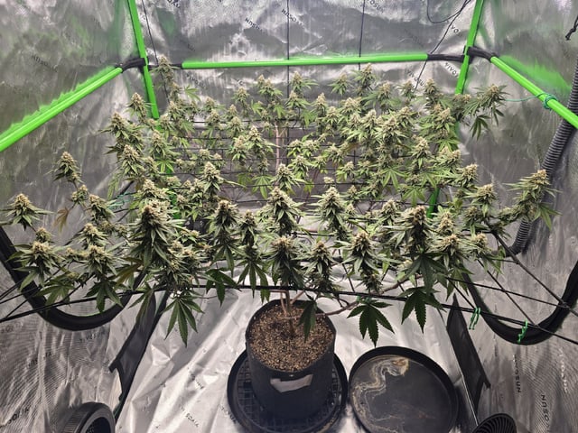 CLONES — flower, day 102