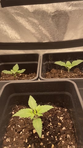 ❄️💚❄️WinterGrow❄️💚❄️ — vegetative, day 14