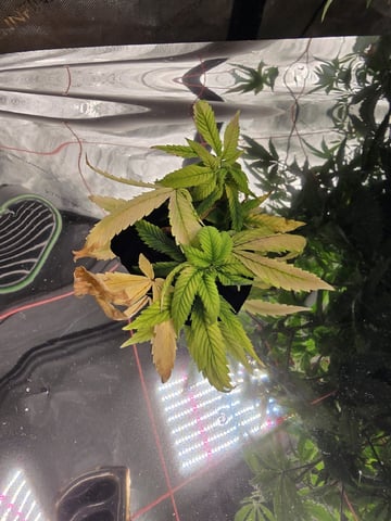 Glookies by Barneys Farm — seedling_rooting, day 18