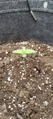 Auto OG Cush — seedling_rooting, day 3